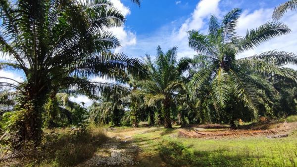 An 10.210 acs Agricultural Land with Oil Palm Tree